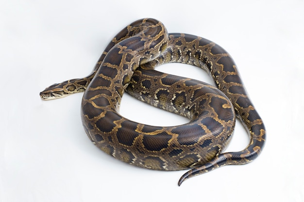 Serpiente pitón birmana Python molurus bivittatus aislado sobre fondo blanco.