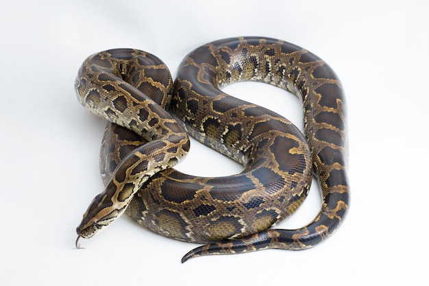 Serpiente pitón birmana Python molurus bivittatus aislado sobre fondo blanco.