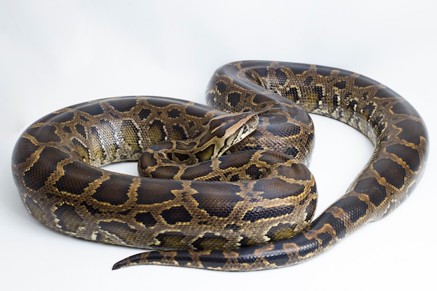 Foto serpiente pitón birmana python molurus bivittatus aislado sobre fondo blanco.