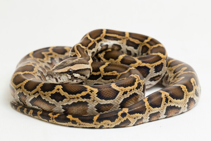 Foto serpiente pitón birmana python molurus bivittatus aislado