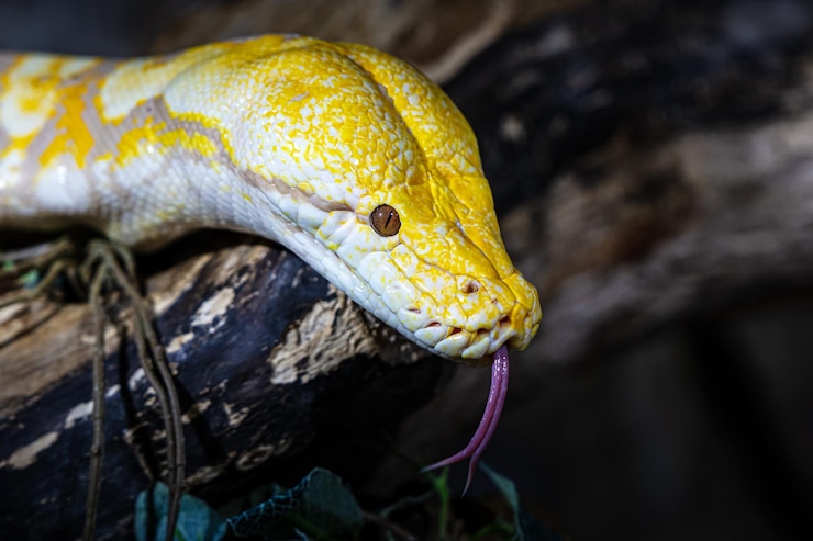 Foto serpiente pitón birmana reptiles y reptiles anfibios y anfibios fauna tropical fauna silvestre y zoología