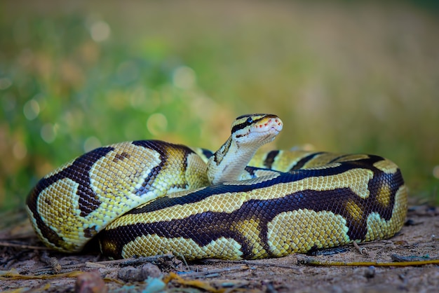 Serpiente pitón bola sobre el césped en el bosque tropical