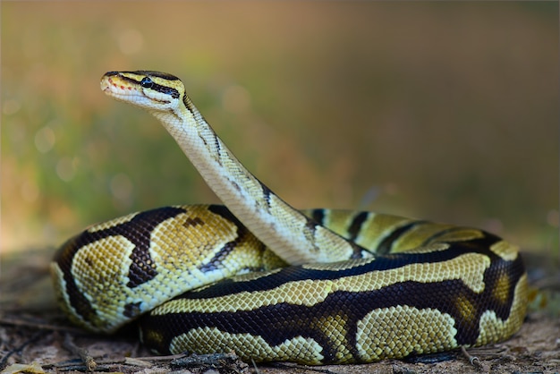 Serpiente pitón bola sobre el césped en el bosque tropical