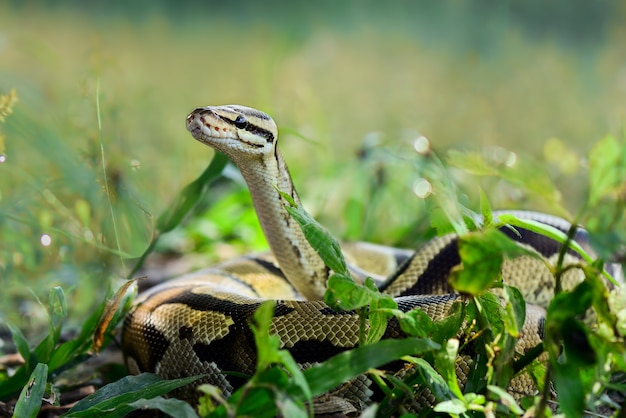 Serpiente pitón bola sobre el césped en el bosque tropical