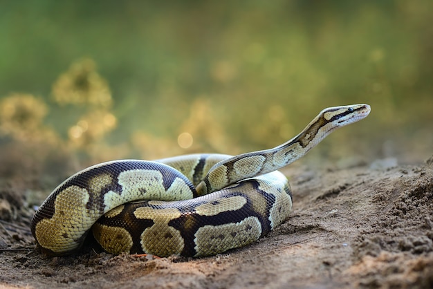 Serpiente pitón bola sobre el césped en el bosque tropical