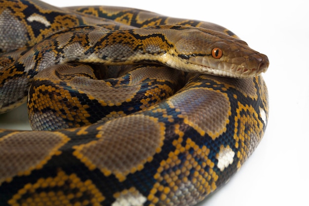 Serpiente Pitón reticulada aislado sobre fondo blanco.