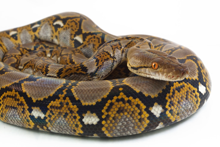 Foto serpiente pitón reticulada aislado sobre fondo blanco.