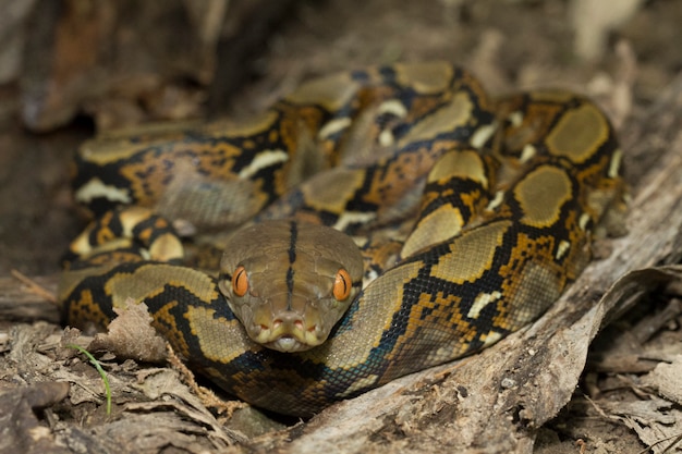 Serpiente Pitón reticulada (Python reticulatus)