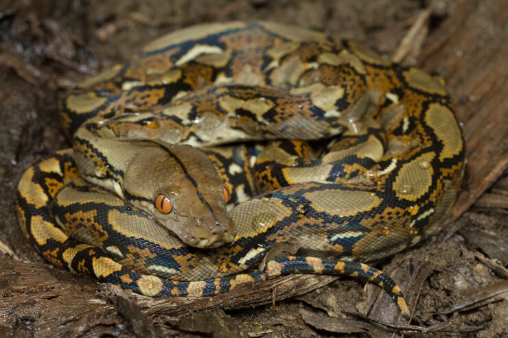 Foto serpiente pitón reticulada (python reticulatus)