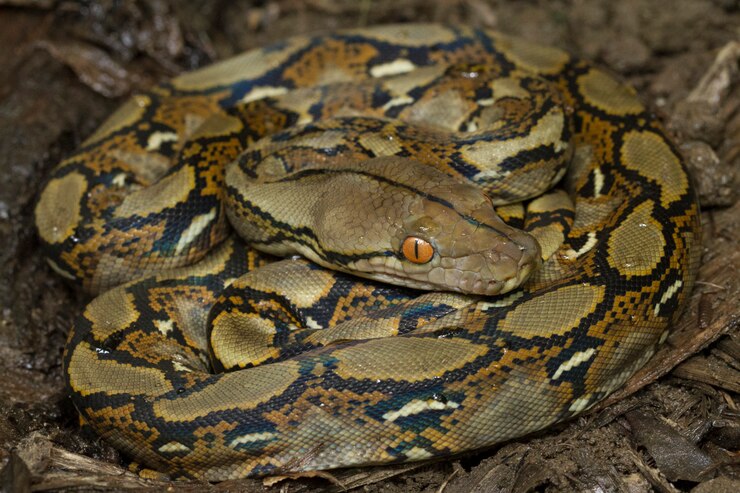 Foto serpiente pitón reticulada (python reticulatus)