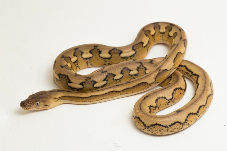 Foto serpiente pitón reticulada tigre platino