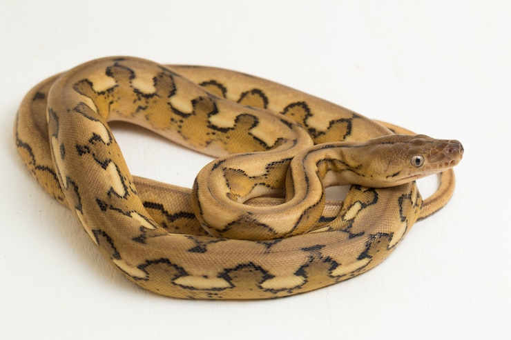 Foto serpiente pitón reticulada tigre platino