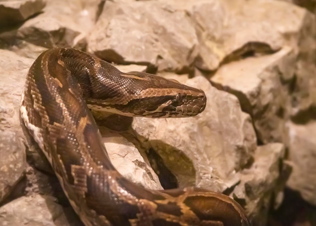 Serpiente pitón reticulada tumbada en la piedraxA