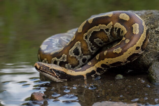 Serpiente Pitón Sangre Roja de Sumatra