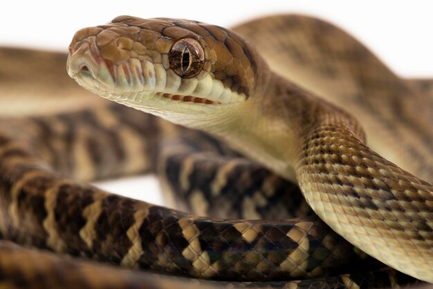 La serpiente pitón Scrub Morelia amethistina Amethystine python aislada sobre fondo blanco