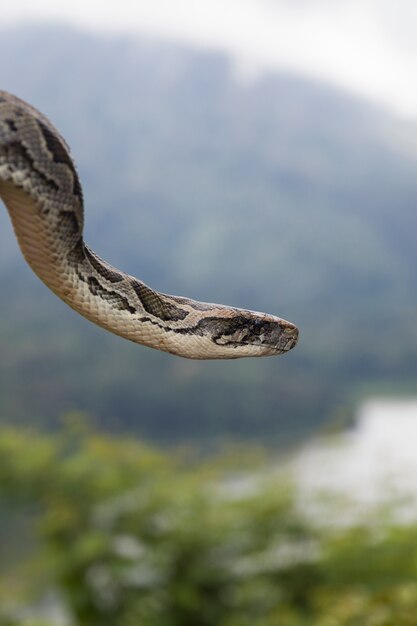 Serpiente pitón