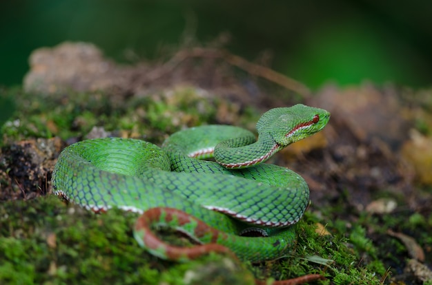 Serpiente pitviper verde del Papa