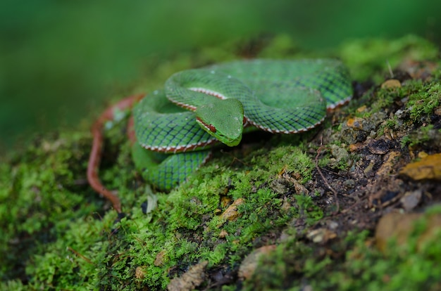 Serpiente pitviper verde del Papa