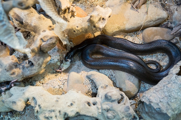 Serpiente protegiendo sus huevos