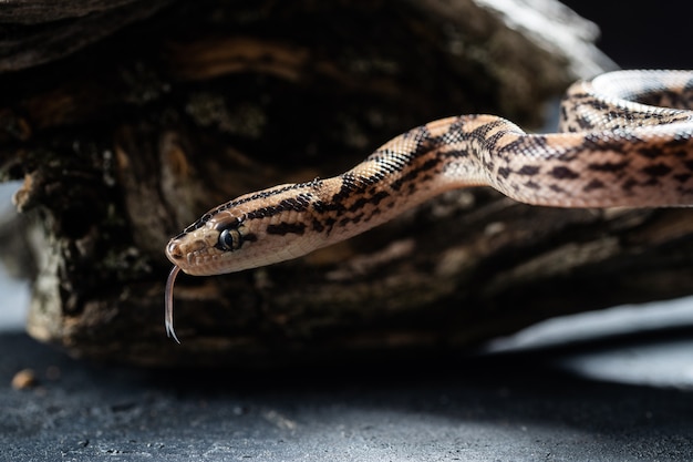 Serpiente Python con la lengua fuera en estudio.