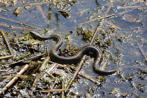 Una serpiente que se arrastra y se retuerce en un pantano, en el agua.