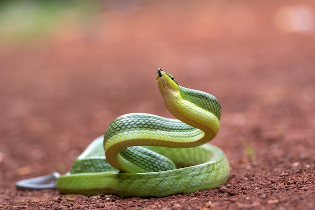 La serpiente rata arbórea en posición defensiva