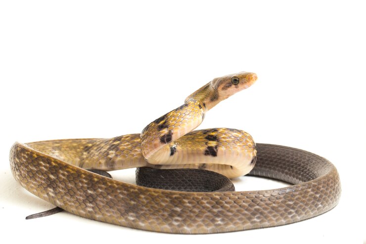 Foto serpiente rata de cobre negro sobre fondo blanco.