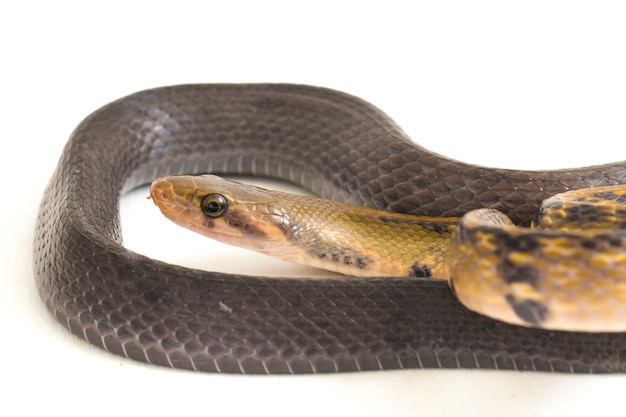 Serpiente rata de cobre negro sobre fondo blanco.