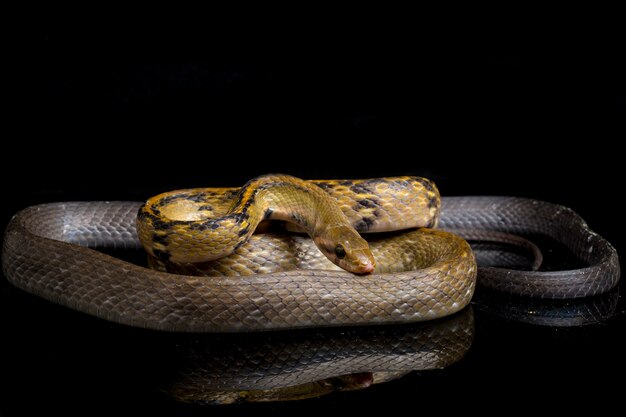 Serpiente rata de cobre negro sobre fondo negro