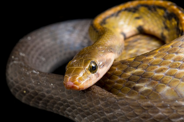 Foto serpiente rata de cobre negro sobre fondo negro