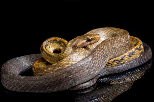 Serpiente rata de cobre negro sobre fondo negro