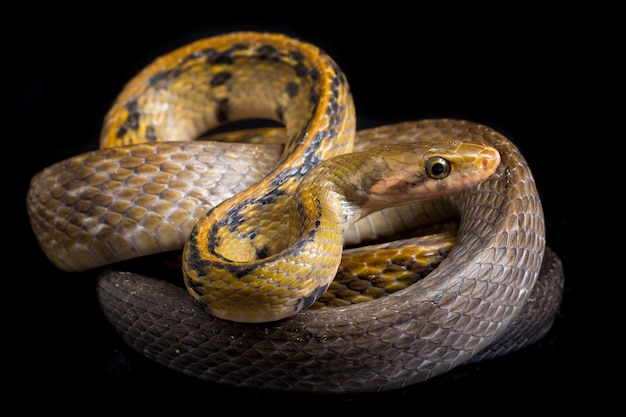 Serpiente rata de cobre negro sobre fondo negro