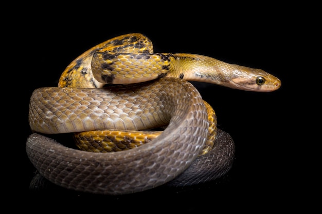 Serpiente rata de cobre negro sobre fondo negro