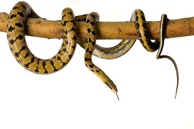 Foto serpiente rata delante de un fondo blanco.