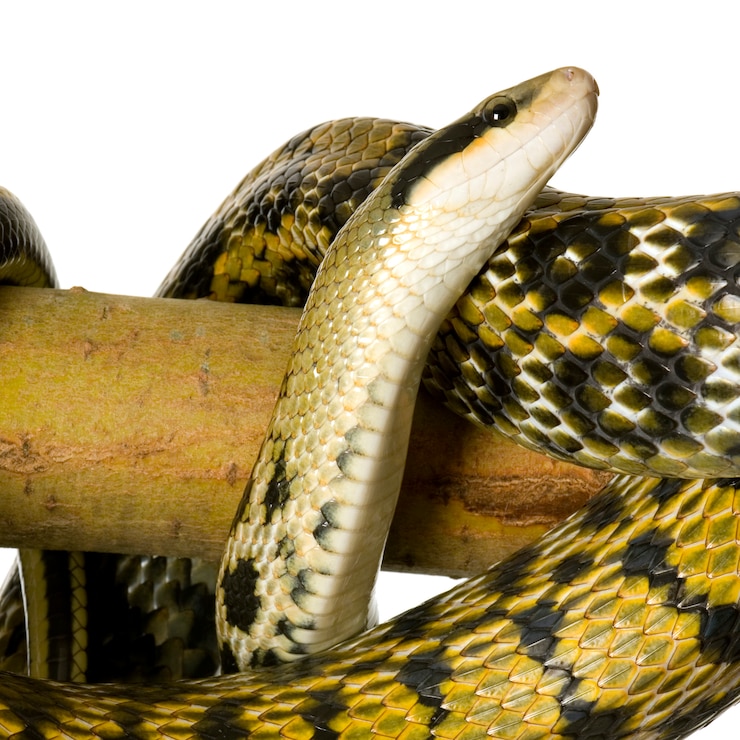 Foto serpiente rata delante de un fondo blanco.