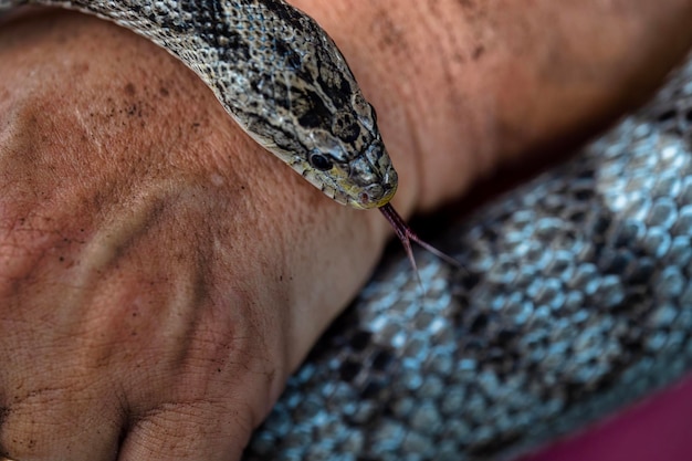 Foto serpiente de rata gris