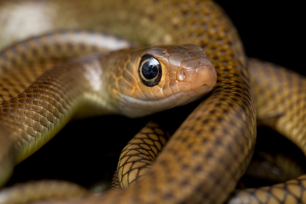 Serpiente rata indochina aislada en negro