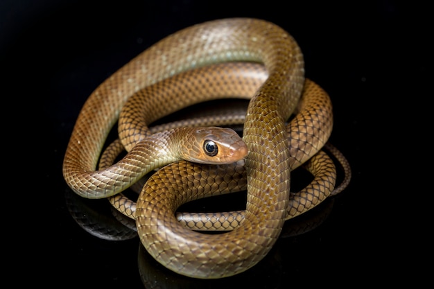 Serpiente rata indochina aislada en negro