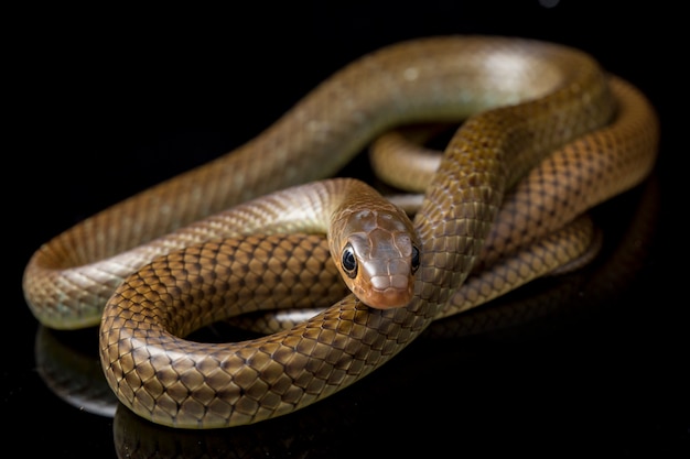 Serpiente rata indochina aislada en negro