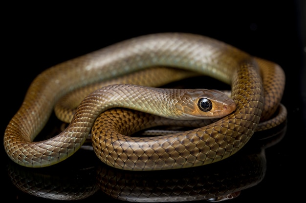 Serpiente rata indochina aislada en negro