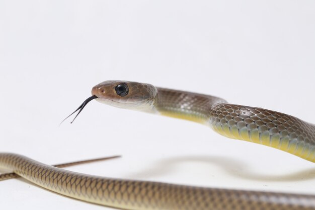 Serpiente rata indochina aislada