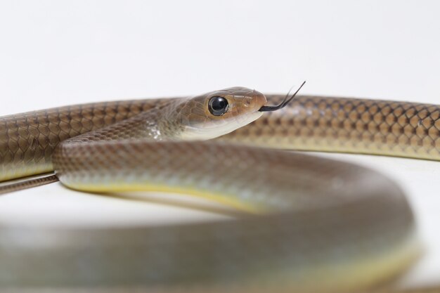 Serpiente rata indochina aislada