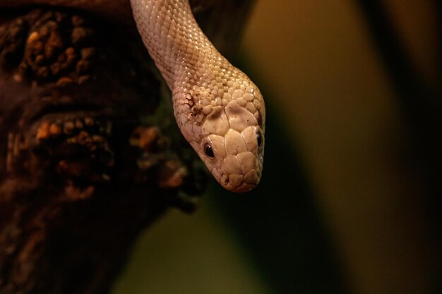 Serpiente rata leucística de Texas