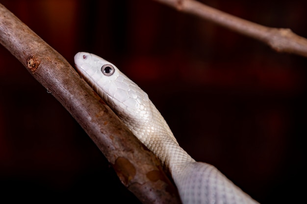 La serpiente de rata de Texas (Elaphe obsoleta lindheimeri) es una subespecie de la serpiente de rata, un colúbrido no venenoso que se encuentra en los Estados Unidos, principalmente en el estado de Texas.