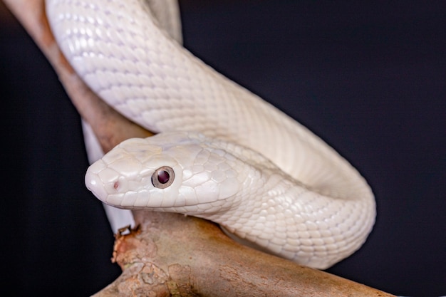 Foto la serpiente de rata de texas (elaphe obsoleta lindheimeri) es una subespecie de la serpiente de rata, un colúbrido no venenoso que se encuentra en los estados unidos, principalmente en el estado de texas.