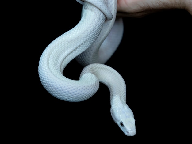 La serpiente de rata de Texas (Elaphe obsoleta lindheimeri) es una subespecie de la serpiente de rata, un colúbrido no venenoso que se encuentra en los Estados Unidos, principalmente en el estado de Texas.