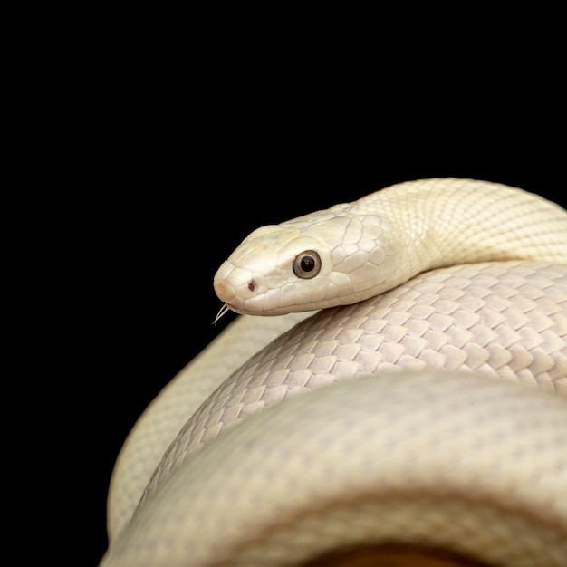 La serpiente de rata de Texas (Elaphe obsoleta lindheimeri) es una subespecie de la serpiente de rata, un colúbrido no venenoso que se encuentra en los Estados Unidos, principalmente en el estado de Texas.