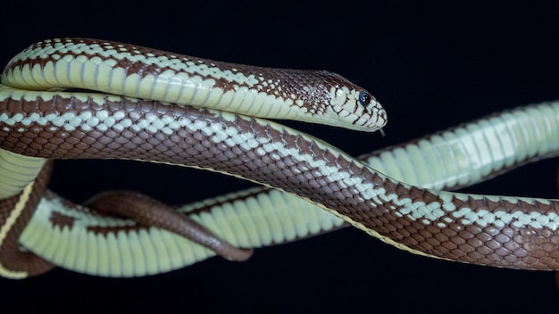 La serpiente rey de California (Lampropeltis californiae)