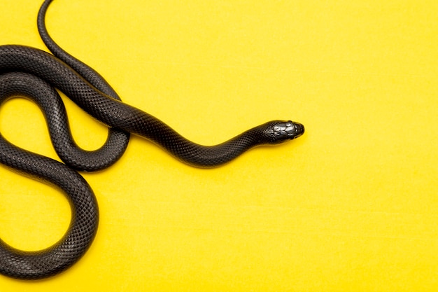 Foto la serpiente rey negra mexicana es parte de la familia más grande de serpientes colúbridas y una subespecie de la serpiente rey común.