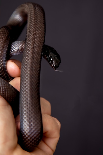 La serpiente rey negra mexicana (Lampropeltis getula nigrita) es parte de la familia más grande de serpientes colúbridas y una subespecie de la serpiente rey común.